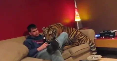 Jonas-the-tiger-at-home-with-me-when-he-was-about.-YouTube