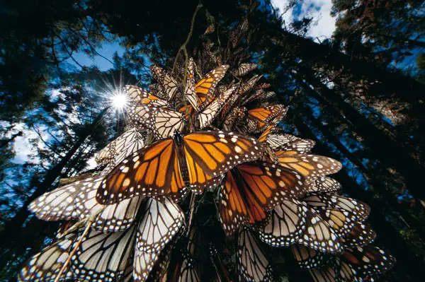 monarchvlinders-bepalen-hun-richting-aan-de-hand-van-de-zon-233