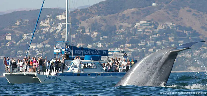 dolphinsafari-showcase_manutea-with-blue-whale